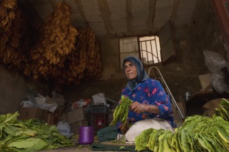 Tyre, Lebanon. July 16th 2010 A Lebanese woman drying tobacco leaves, southern Lebanon