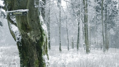 Snow-covered trees with Rennsteig signs on a tree in the winter forest convey a quiet and mystical