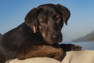 Cute black Puppy, one of the thousands of streets dogs in Turkey that has a red ear tag to indicate