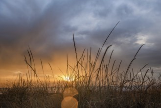 A Dramatic sunrise with dark moody clouds with silhouetted tall grass in the foreground