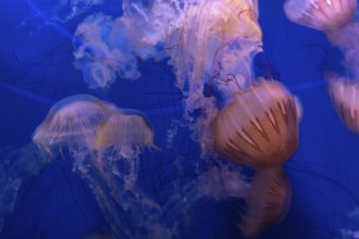 Jellyfish drift smoothly through the dark blue water of an aquarium, their translucent bells and