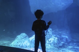 Young boy stands in silhouette, pressing his hand against the glass of a large aquarium tank,