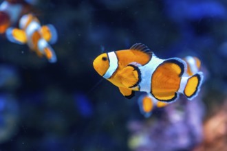 Clownfish with vibrant orange and white stripes gracefully swimming underwater, showcasing the