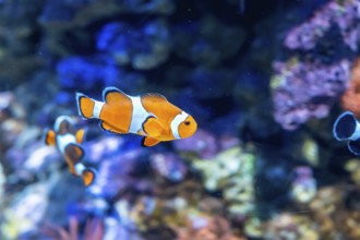Clownfish with vibrant orange and white stripes gracefully swimming in a marine aquarium,
