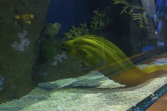 Green moray eel, gymnothorax funebris, moving through an artificial coral reef environment inside a