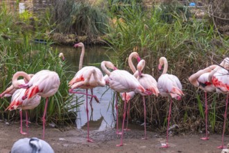 Pink flamingos are standing near the shallow edge of a pond, displaying their characteristic