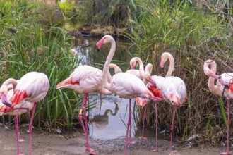 Flock of pink flamingos standing by the edge of a pond, some preening feathers and others looking