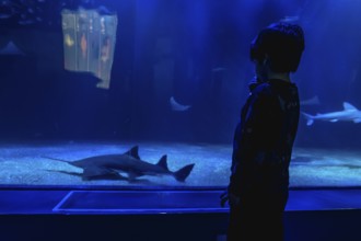 Young boy silhouette gazes in wonder at sawfish, shark and stingrays gliding through a deep blue