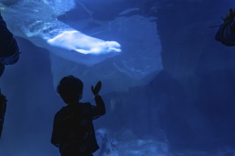 Young child observing a large beluga whale swimming gracefully in a dark blue underwater