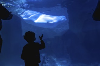 Child's silhouette reaching out to a beluga whale swimming in a large underwater exhibition tank,