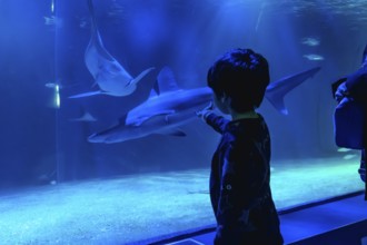 Young child observing and pointing at sharks swimming in a large aquarium tank, feeling wonder and
