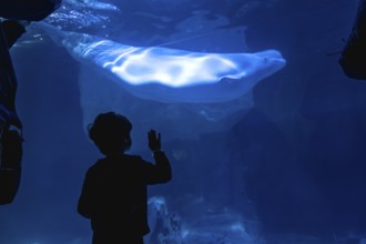 Young child observing a bright beluga whale swimming in a large aquarium tank, back lit and