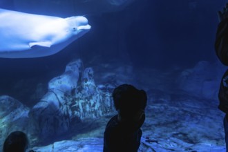 Visitors watch a white beluga whale gliding through a deep blue aquarium tank, silhouetted against