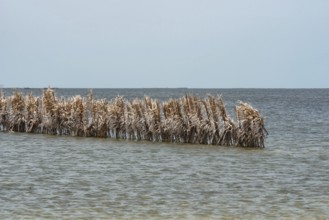Fishing traps used by Kerkennah fishermen, a unique method of catching fish using sustainable
