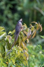 Brown-winged Mousebird (Colius striatus kiwuensis) sitting on a branch, Bigodi, Western Region,