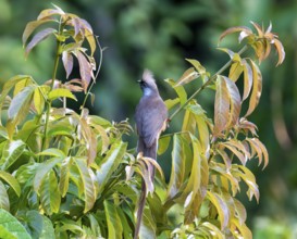 Brown-winged Mousebird (Colius striatus kiwuensis) sitting on a branch, Bigodi, Western Region,