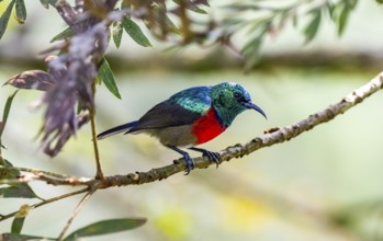 Nandine Sunbird (Cinnyris reichenowi), bird sitting on a branch, Rushaga, Western Region, Uganda