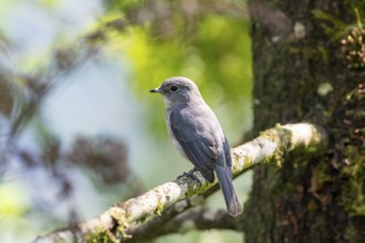 Mountain Drongo Flycatcher (Melaenornis fischeri), bird sitting on a branch, Rushaga, Western
