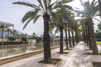 Palm trees lining a paved path in the turia gardens park, with the iconic palau de la musica