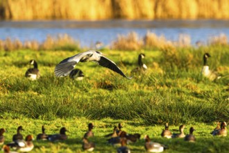 Grey Heron, Ardea cinerea, bird in winter on marshes in winter soft morning light