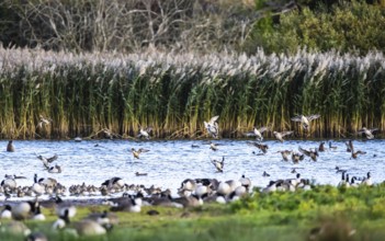Northern Pintail, Anas acuta, Birds in flight over marshes