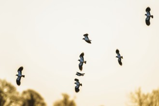 Northern Lapwing, Vanellus vanellus, birds in flight over marshes