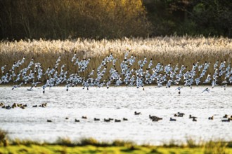 Pied Avocet, Recurvirostra avosetta, birds in flight over marshes