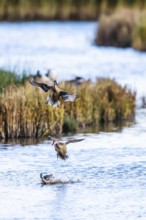 Northern Pintail, Anas acuta, Birds in flight over marshes