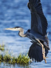 Grey Heron, Ardea cinerea, bird in winter on marshes in winter