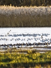 Pied Avocet, Recurvirostra avosetta, birds in flight over marshes