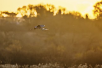 Grey Heron, Ardea cinerea, bird in winter on marshes in winter at sunrise