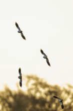Northern Lapwing, Vanellus vanellus, birds in flight over marshes