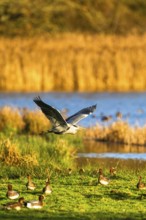 Grey Heron, Ardea cinerea, bird in winter on marshes in winter soft morning light
