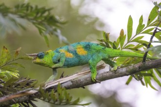 Three-horned chameleon (Trioceros jacksonii), male, between leaves on a branch, Bwindi Impenetrable