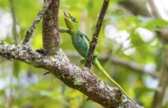 Three-horned chameleon (Trioceros jacksonii), male, on a branch, Bwindi Impenetrable Forest