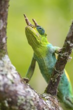 Three-horned chameleon (Trioceros jacksonii), male, on a branch, Bwindi Impenetrable Forest