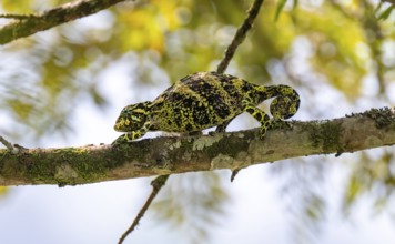Three-horned chameleon (Trioceros jacksonii), female, between leaves on a branch, Bwindi