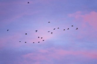 Flock of Black Headed Gull, Chroicocephalus Ridibundus, birds in flight on sunset sky