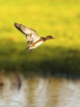 Eurasian Wigeon, Mareca penelope, female in flight over marshes in Devon, England, United Kingdom