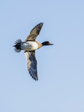 Eurasian Wigeon, Mareca penelope, male in flight over marshes in Devon, England, United Kingdom