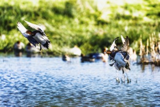 Eurasian Wigeon, Mareca penelope, birds in flight over marshes in Devon, England, United Kingdom