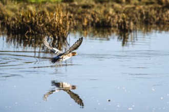 Eurasian Wigeon, Mareca penelope, male in flight over marshes in Devon, England, United Kingdom