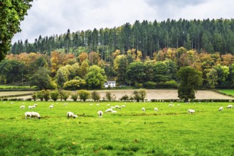 Autumn colors over Farms and Fields, Wales, UK