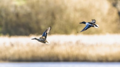 Northern Shoveler, Spatula clypeata, birds in flight over marshes