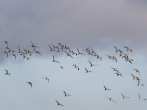 Pied Avocet, Recurvirostra avosetta, birds in flight over winter marshes