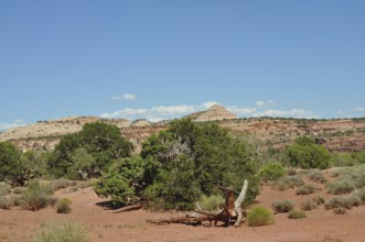 Desert landscape with sparse vegetation and red sand under blue sky, Canyonlands National Park,