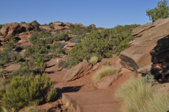 Rocky hiking trail through dry landscape with rocks and shrubs, Canyonlands National Park, Island