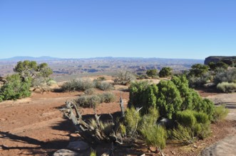 Arid desert landscape with shrubs and blue sky far away, Canyonlands National Park, Island in the