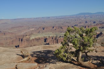Lonely tree on the edge of a wide canyon, red rock formations in clear skies, Canyonlands National