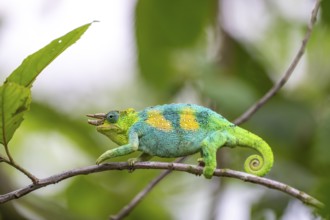 Three-horned chameleon (Trioceros jacksonii), male, between leaves on a branch, Bwindi Impenetrable